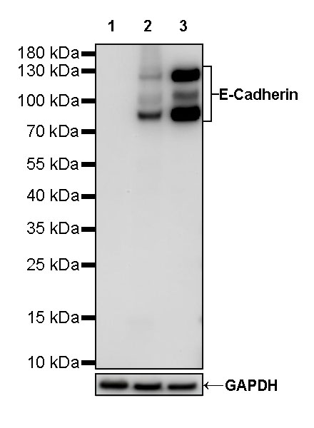 Rabbit anti-E-Cadherin Recombinant Monoclonal Antibody(HRP Conjugate)(S-438-5)