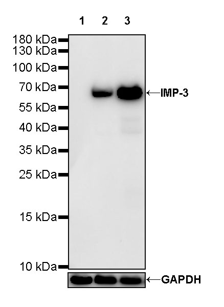 Rabbit anti-IMP-3 Recombinant Monoclonal Antibody(S-439-10)