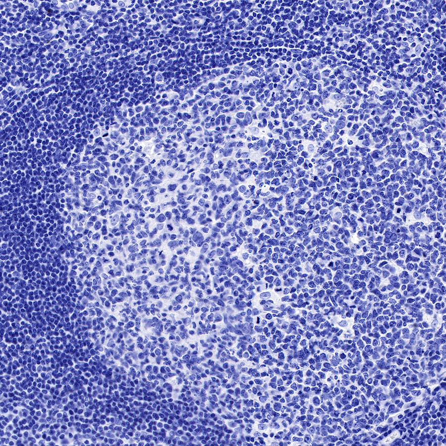 Rabbit anti-GLP-1(Active) Recombinant Monoclonal Antibody(S-R280)