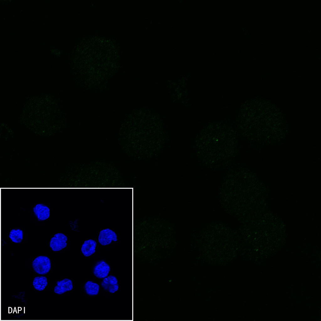 Mouse anti-CD2 Monoclonal Antibody(S-633-25)