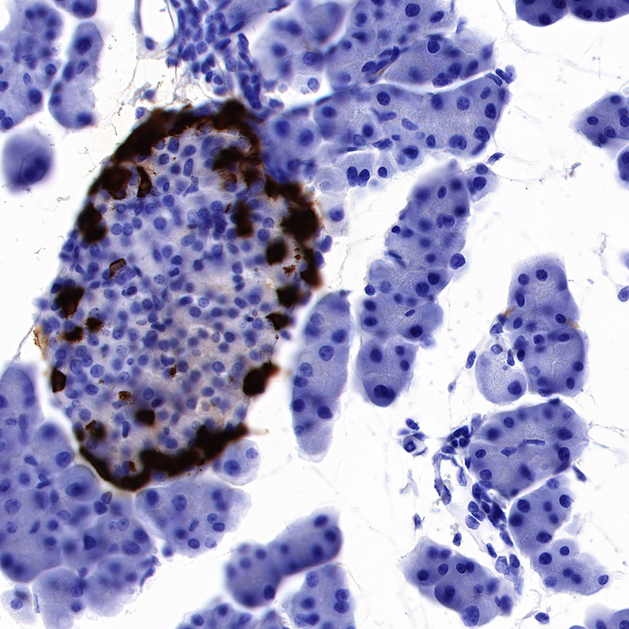 Rabbit anti-GLP-1(Active) Recombinant Monoclonal Antibody(S-R280)