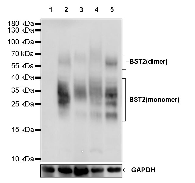 Rabbit anti-BST2 Recombinant Monoclonal Antibody(S-534-103)