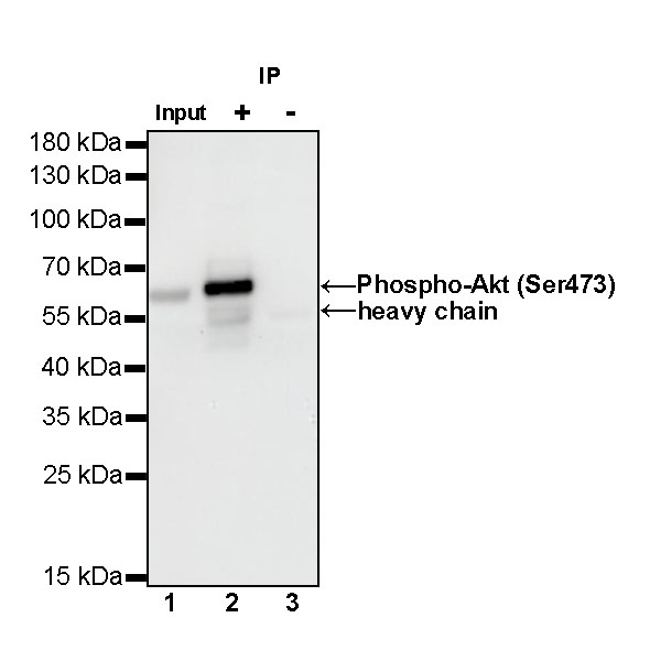Rabbit anti-Phospho-Akt(Ser473) Recombinant Monoclonal Antibody(S-510-64)