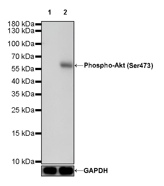 Rabbit anti-Phospho-Akt(Ser473) Recombinant Monoclonal Antibody(S-510-64)