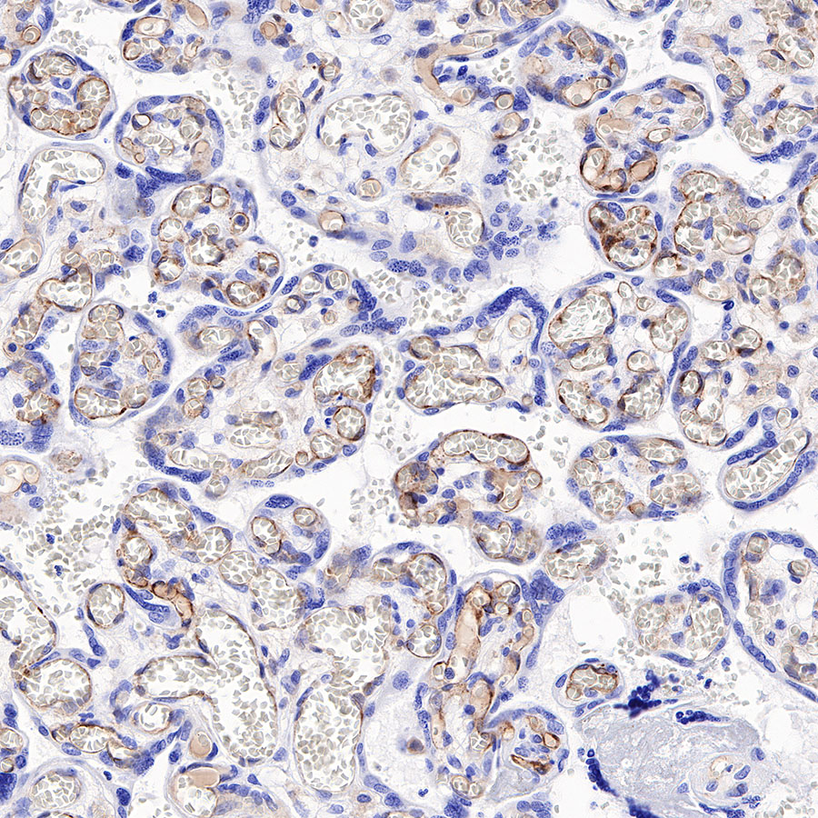 Rabbit anti-BST2 Recombinant Monoclonal Antibody(S-534-103)