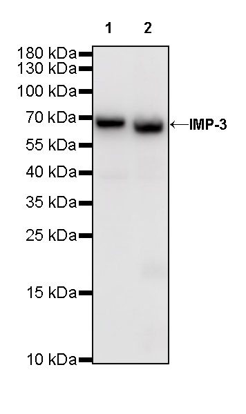 Rabbit anti-IMP-3 Recombinant Monoclonal Antibody(S-439-10)