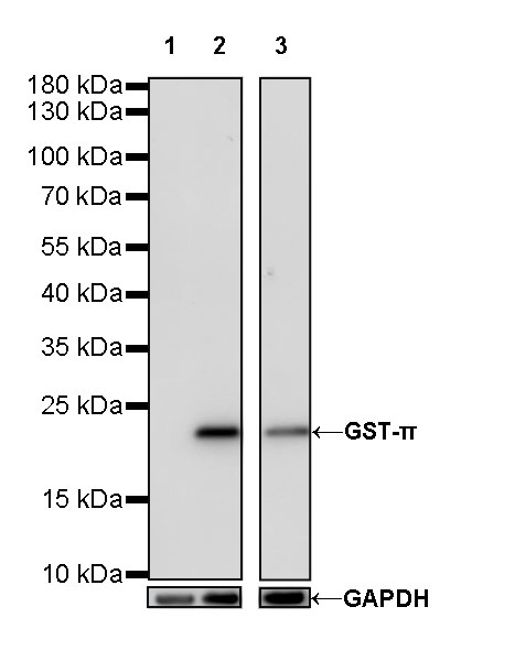 Rabbit anti-GST-π Recombinant Monoclonal Antibody(561-78)