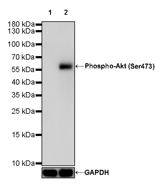 Rabbit anti-Phospho-Akt(Ser473) Recombinant Monoclonal Antibody(S-510-64)