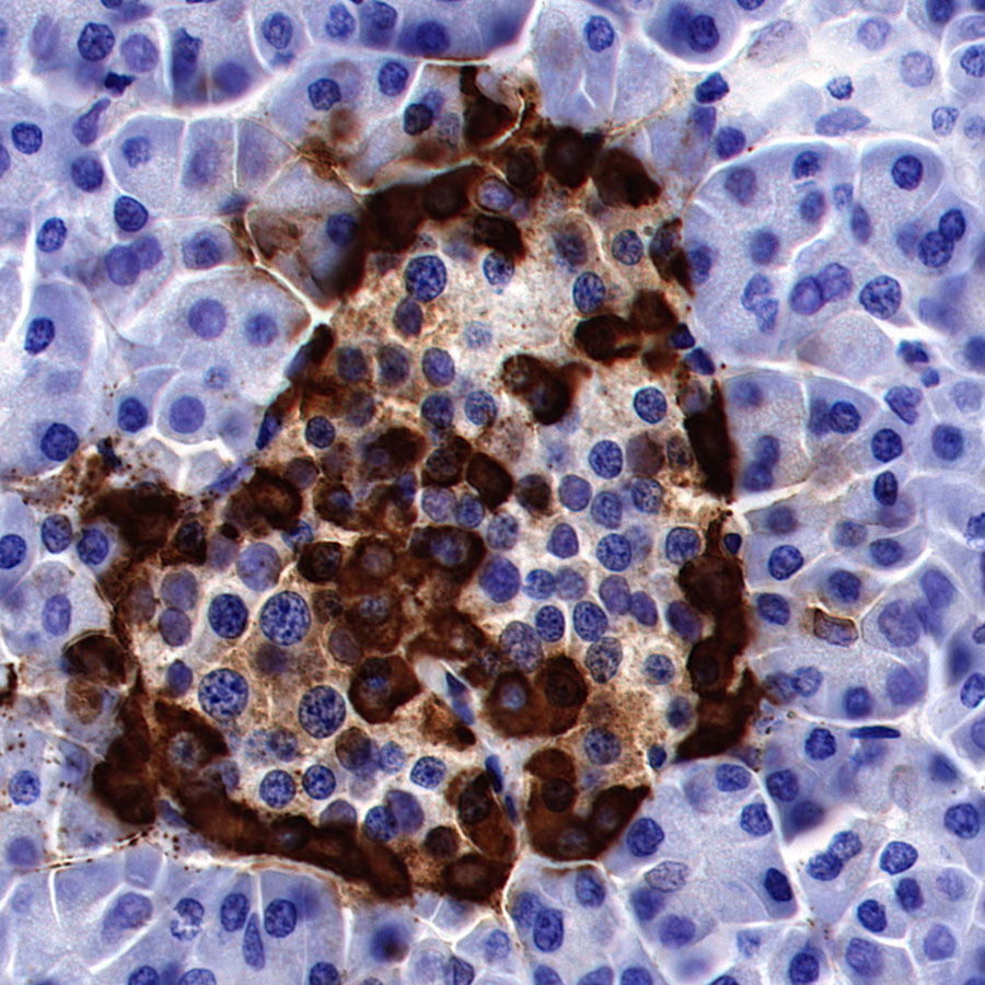 Rabbit anti-GLP-1(Active) Recombinant Monoclonal Antibody(S-R280)