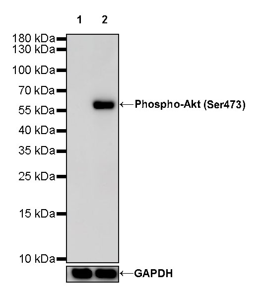 Rabbit anti-Phospho-Akt(Ser473) Recombinant Monoclonal Antibody(S-510-64)