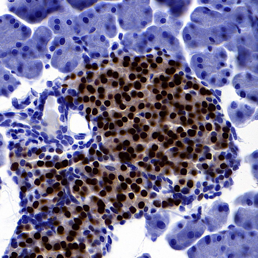 Rabbit anti-NKX6.1 Recombinant Monoclonal Antibody(S-260-31)
