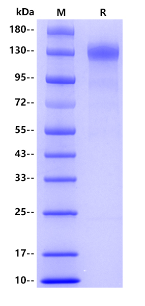 Recombinant Human ACE2 Protein(C-hFc)