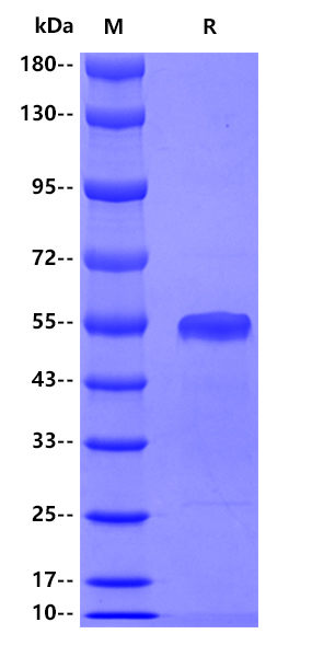Recombinant Influenza A Virus NA(A/Hubei/1/2010 H5N1) Protein(C-10His)