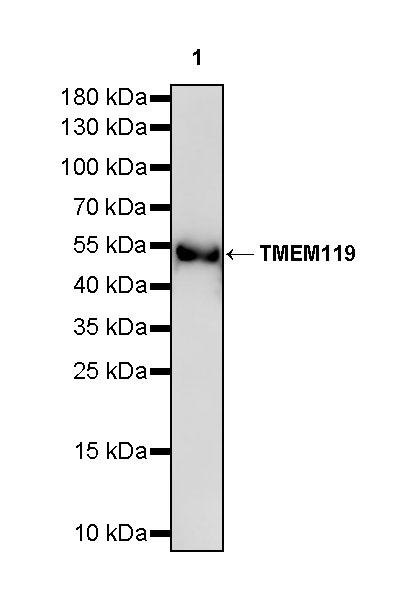 Rabbit anti-TMEM119 Recombinant Monoclonal Antibody(S-838-46)