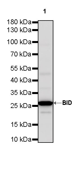 Rabbit anti-BID Recombinant Monoclonal Antibody(S-R300)