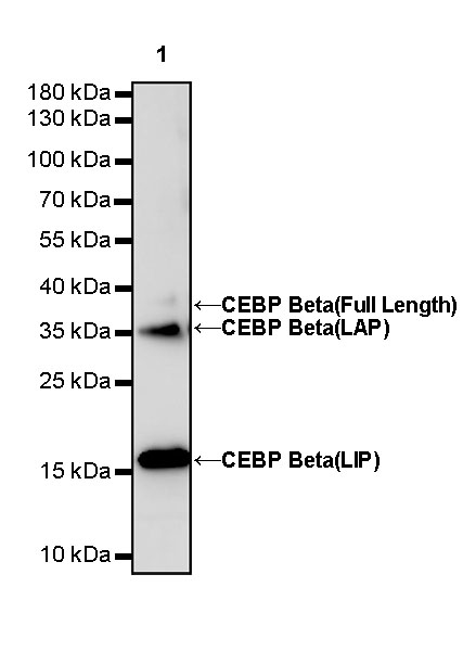 Rabbit anti-CEBP β Recombinant Monoclonal Antibody(C-term)(S-773-48)