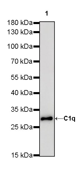 Rabbit anti-C1q Recombinant Monoclonal Antibody(S-472-105)