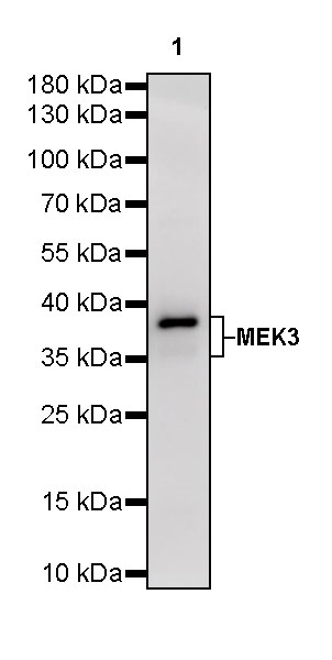 Rabbit anti-MEK3 Recombinant Monoclonal Antibody(S-835-23)