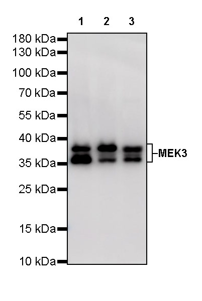 Rabbit anti-MEK3 Recombinant Monoclonal Antibody(S-835-23)