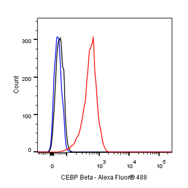 Rabbit anti-CEBP β Recombinant Monoclonal Antibody(C-term)(S-773-48)