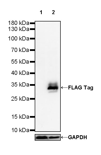 Rabbit anti-FLAG Tag Recombinant Monoclonal Antibody(S-589-8)