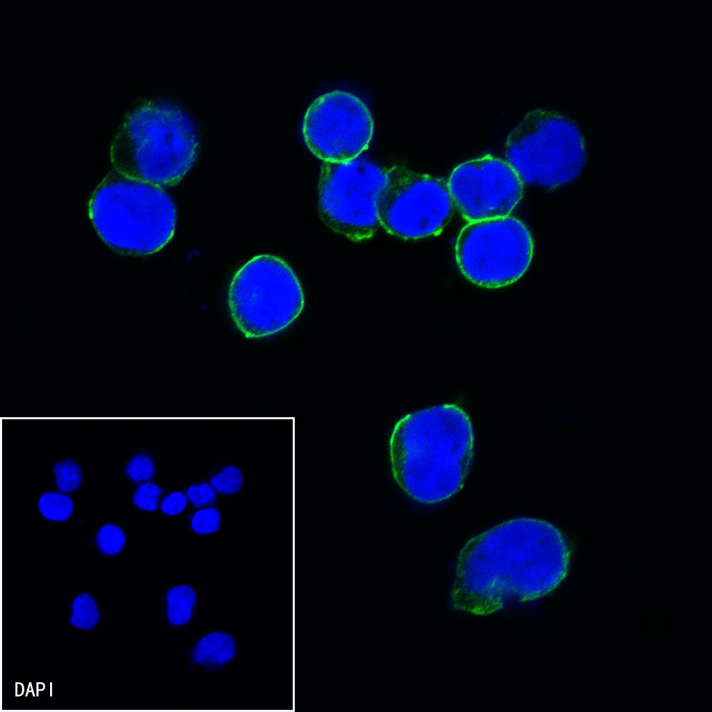 Mouse anti-CD47 Monoclonal Antibody(S-823-60)