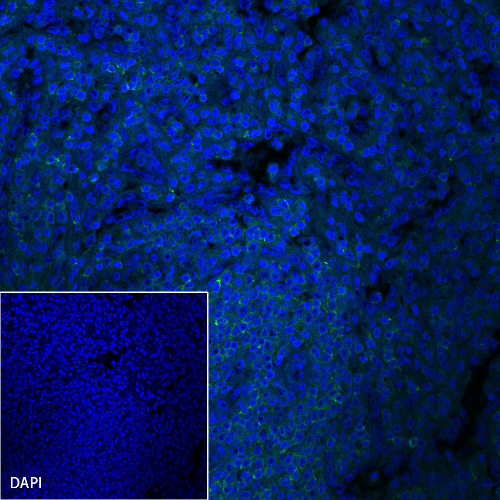Rabbit anti-CD45 Recombinant Monoclonal Antibody(AF488 Conjugate)(S-R035)