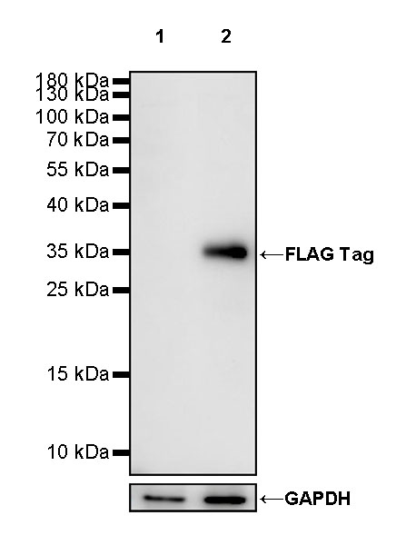 Rabbit anti-FLAG Tag Recombinant Monoclonal Antibody(S-589-8)