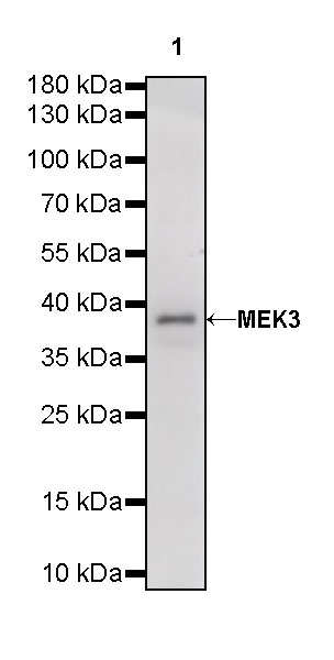 Rabbit anti-MEK3 Recombinant Monoclonal Antibody(S-835-23)