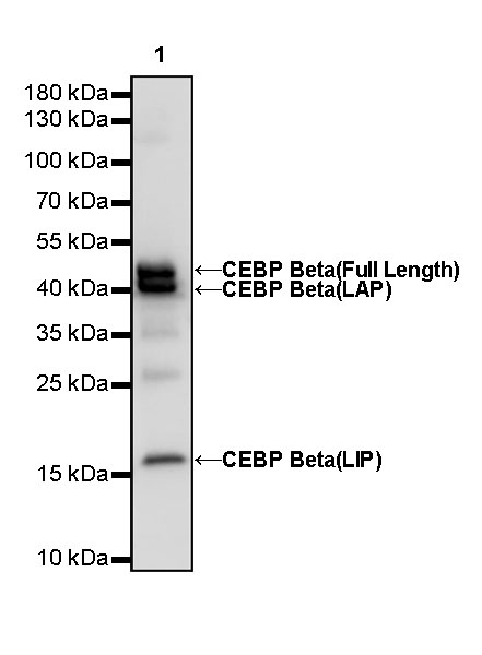 Rabbit anti-CEBP β Recombinant Monoclonal Antibody(C-term)(S-773-48)