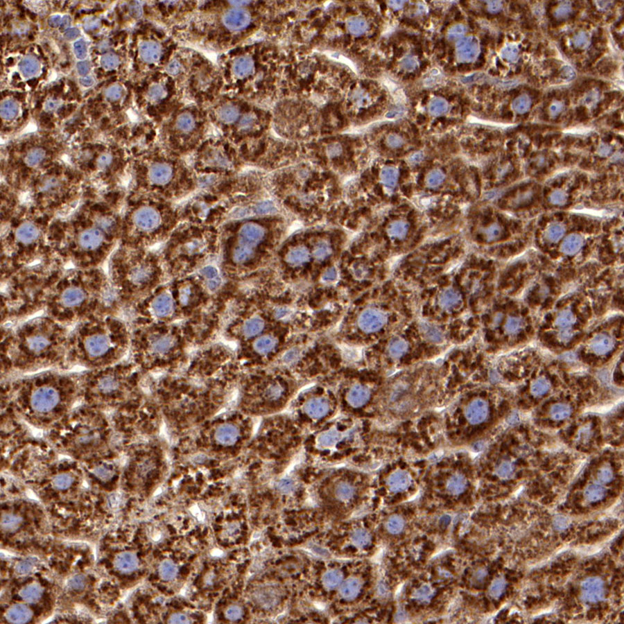 Rabbit anti-BID Recombinant Monoclonal Antibody(S-R300)