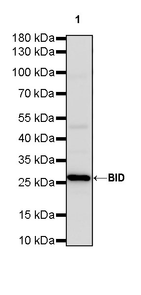 Rabbit anti-BID Recombinant Monoclonal Antibody(S-R300)