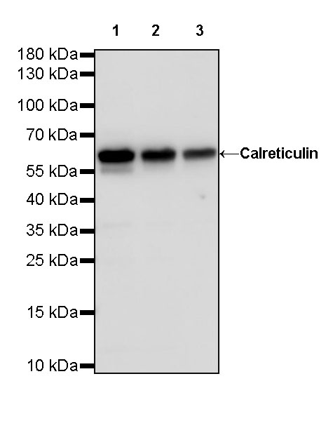 Rabbit anti-Calreticulin Recombinant Monoclonal Antibody(S-R353)