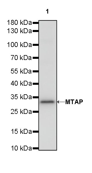 Rabbit anti-MTAP Recombinant Monoclonal Antibody(S-R363)