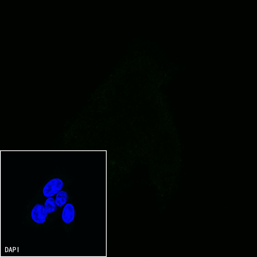 Mouse anti-CD47 Monoclonal Antibody(S-823-60)