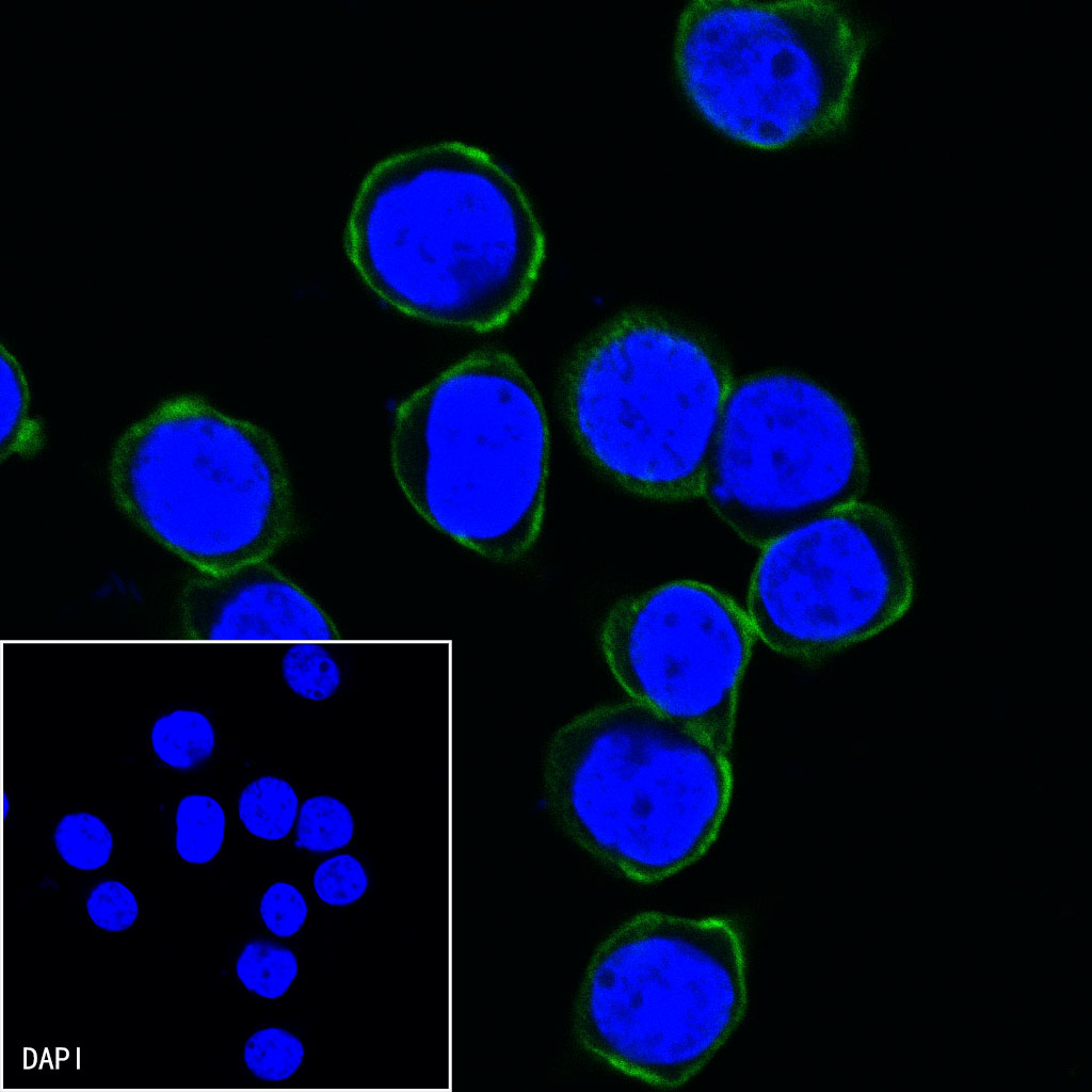 Rabbit anti-CD45 Recombinant Monoclonal Antibody(AF488 Conjugate)(S-R035)