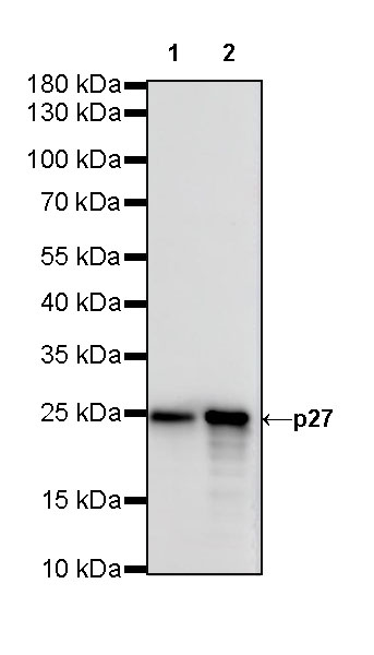 Rabbit anti-p27 Recombinant Monoclonal Antibody(S-141-135)
