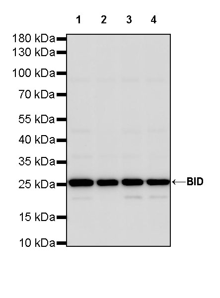 Rabbit anti-BID Recombinant Monoclonal Antibody(S-R300)