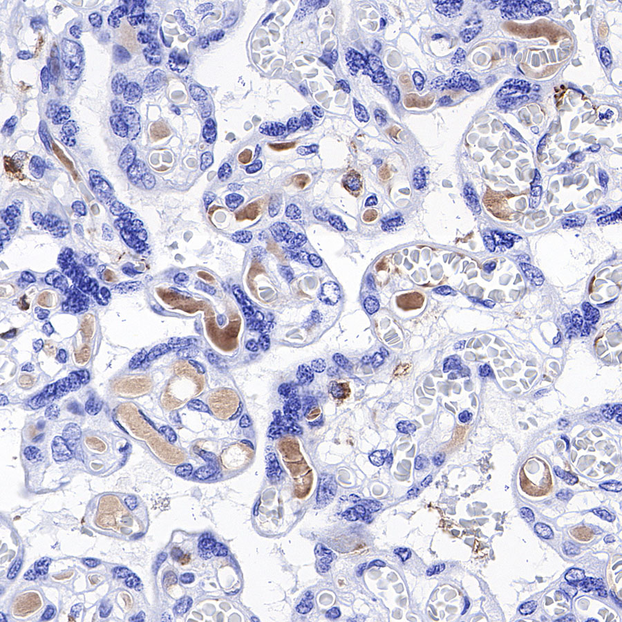 Rabbit anti-C1q Recombinant Monoclonal Antibody(S-472-105)
