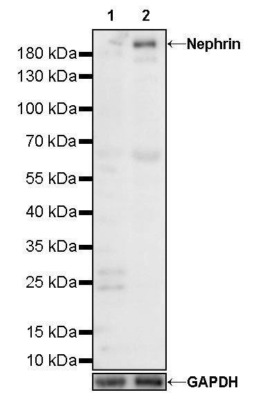 Rabbit anti-Nephrin Recombinant Monoclonal Antibody(S-543-63)
