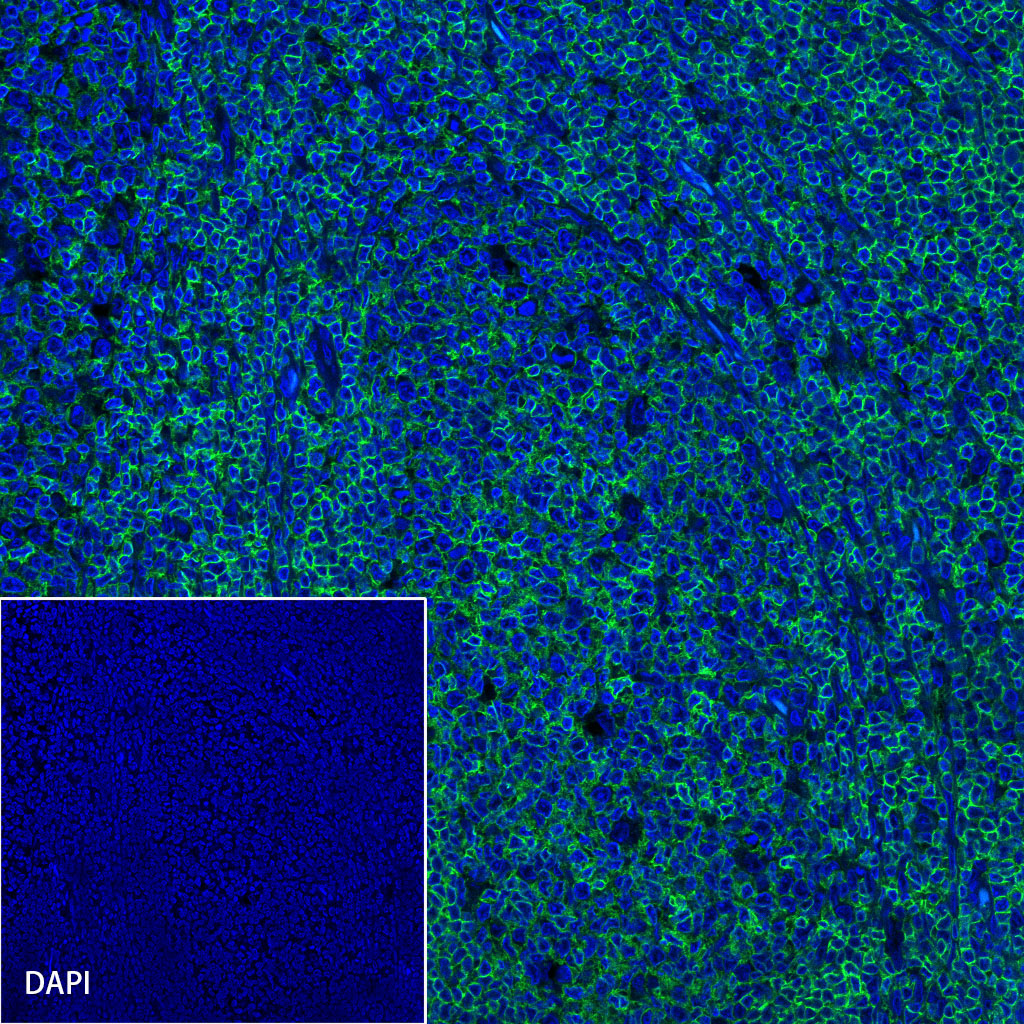 Rabbit anti-CD45 Recombinant Monoclonal Antibody(AF488 Conjugate)(S-R035)