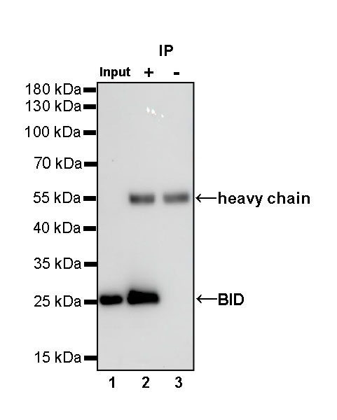 Rabbit anti-BID Recombinant Monoclonal Antibody(S-R300)