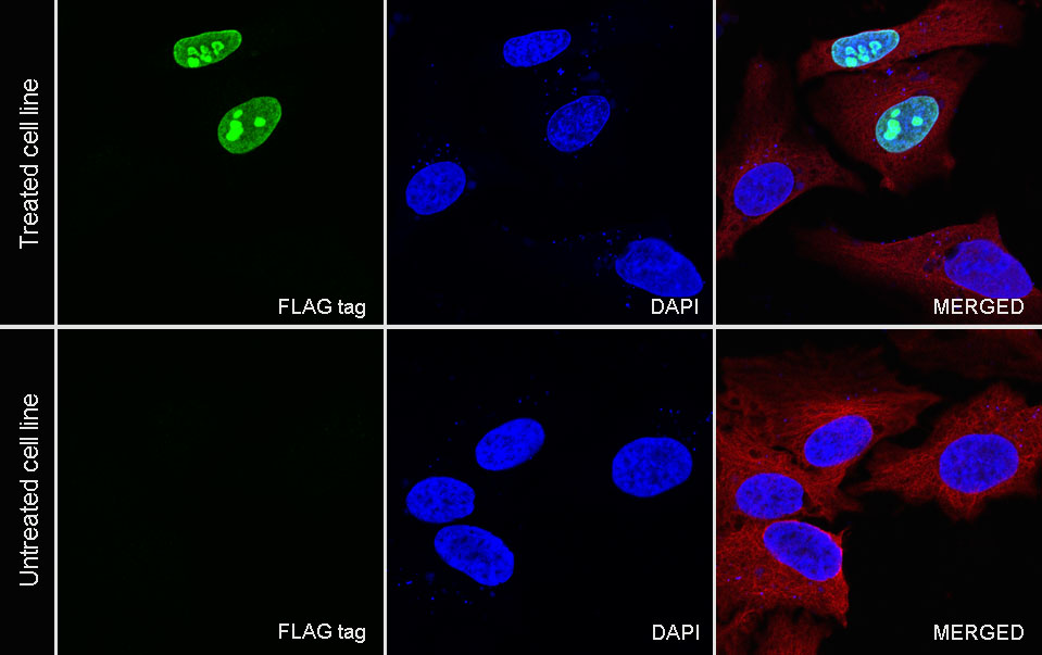 Rabbit anti-FLAG Tag Recombinant Monoclonal Antibody(S-589-8)