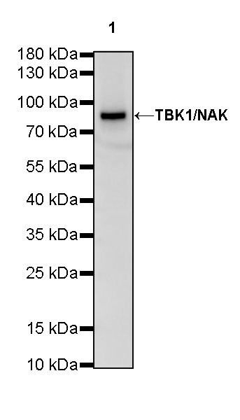 Rabbit anti-TBK1 Recombinant Monoclonal Antibody(S-658-50)