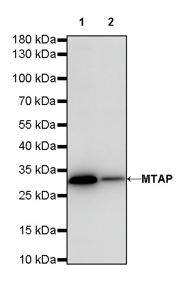 Rabbit anti-MTAP Recombinant Monoclonal Antibody(S-R363)