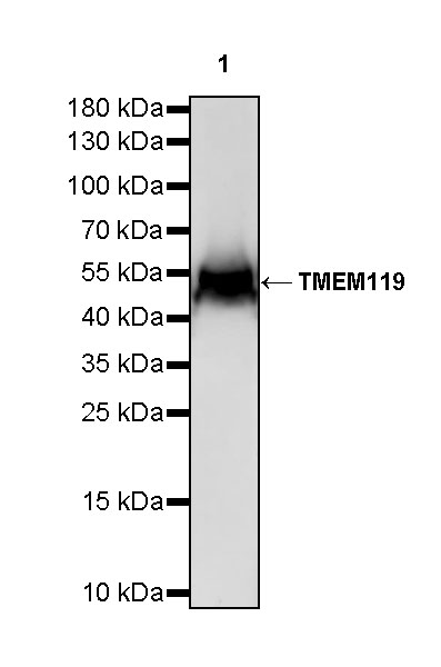 Rabbit anti-TMEM119 Recombinant Monoclonal Antibody(S-838-46)