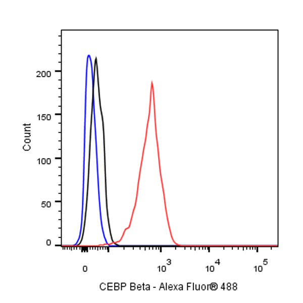 Rabbit anti-CEBP β Recombinant Monoclonal Antibody(C-term)(S-773-48)