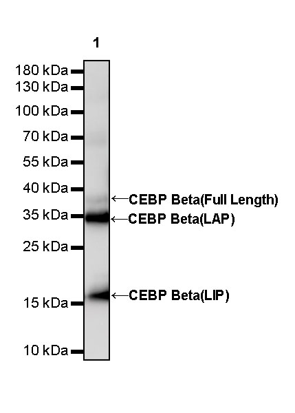 Rabbit anti-CEBP β Recombinant Monoclonal Antibody(C-term)(S-773-48)