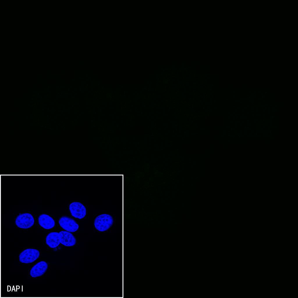 Rabbit anti-CD45 Recombinant Monoclonal Antibody(AF488 Conjugate)(S-R035)