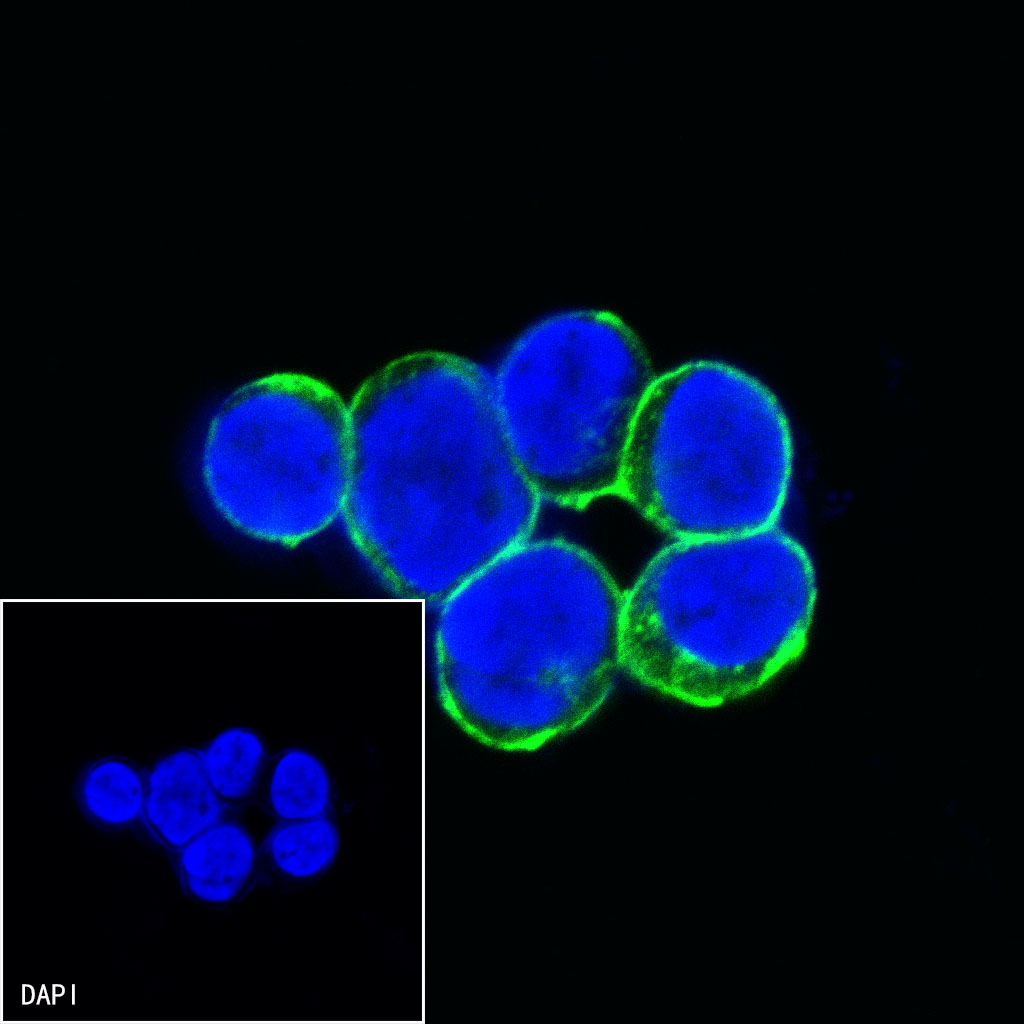 Mouse anti-CD47 Monoclonal Antibody(S-823-72)